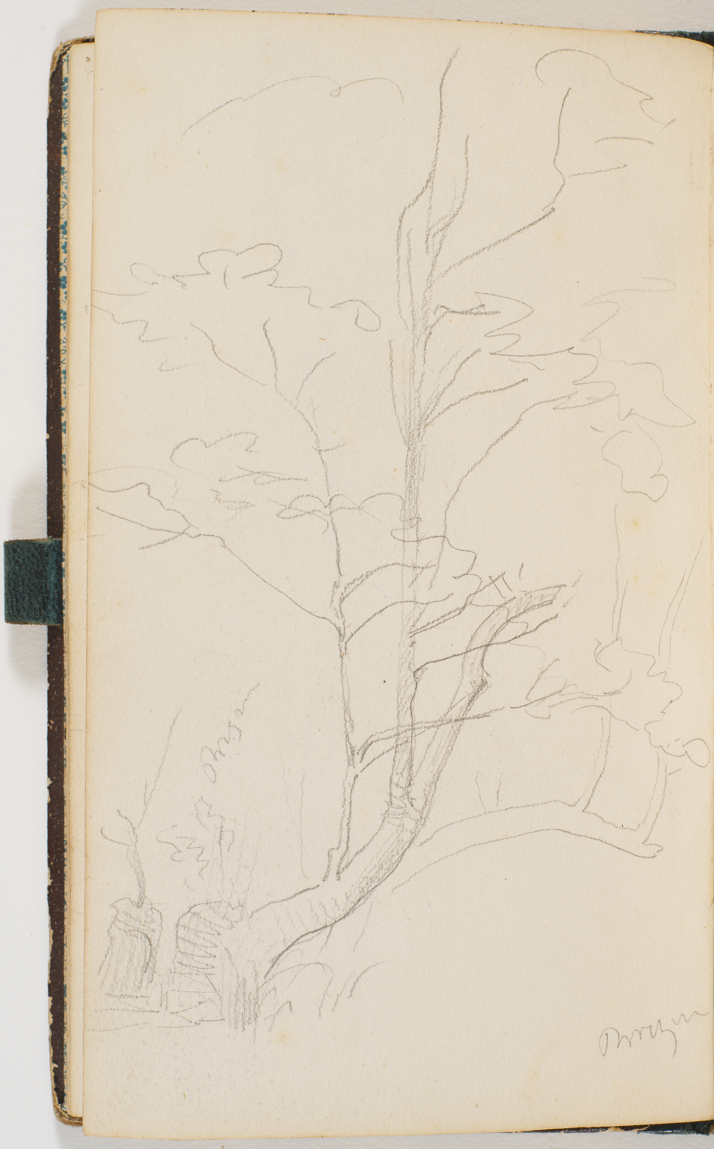 Træ med bøjet stamme